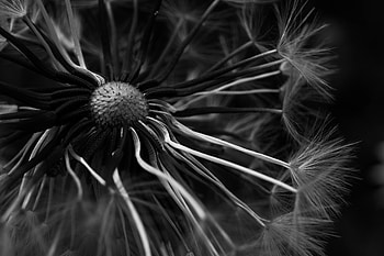 Macro, Bw, Chb, Dandelion HD wallpaper