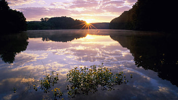 Nature, Flowers, Water, Grass, Sun, Shine, Light HD wallpaper