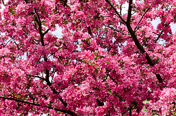 Nature, Flowers, Branches, Twigs HD wallpaper