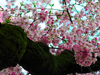 Sakura Tree, pink, pretty, petals, moss HD wallpaper