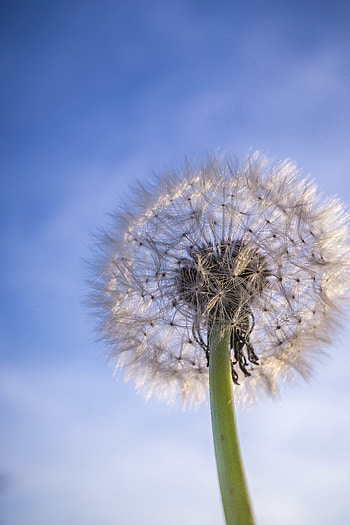Nature, Sky, Plant, Dandelion, Fluff, Fuzz HD phone wallpaper