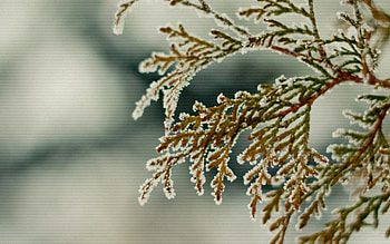 Leaves, Snow, Snowflakes, Macro HD wallpaper