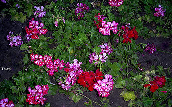Plants, Flowers HD wallpaper