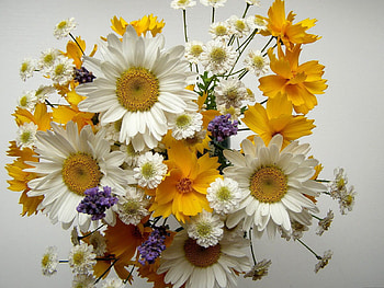 Flowers, Camomile, Bouquet, Composition, Small, Large, Big HD wallpaper