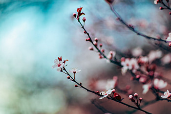 Cherry, Macro, Blur, Smooth, Bloom, Flowering, Branch HD wallpaper