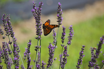 Flowers, Macro, Insect, Butterfly, Lavender HD wallpaper
