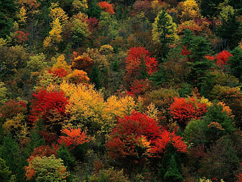Plants, Landscape, Nature, Trees HD wallpaper
