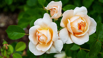 White Roses, garden, leaves, petals, blossoms, plants HD wallpaper