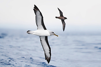 Albatross , Captivating bird , Stunning avian graphy, backgrounds HD wallpaper