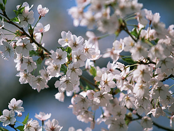 Plants, Flowers, Cherry HD wallpaper