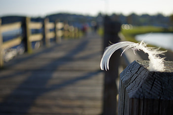 Nature, Feather, Shine, Light, Wood, Wooden, Bridge, Shadows, Pen HD wallpaper