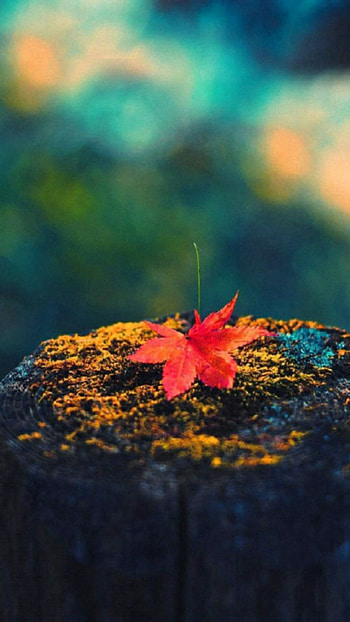 Maple leaf cell lock screen, Fall, Autumn leaves, moss, tree stump HD phone wallpaper