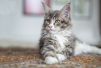 Maine Coon, Cat breed, Striking appearance, Playful disposition HD wallpaper