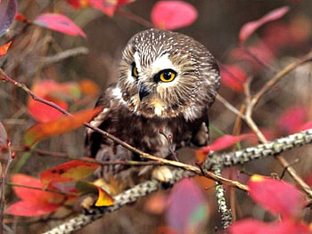 Little Owl, cute, owl, , little HD wallpaper