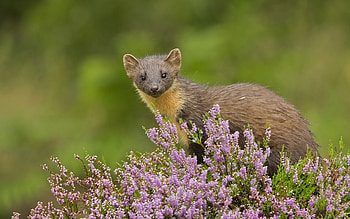 Marten, animal, nature, heather HD wallpaper