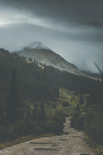 Nature, Trees, Mountains, Fog, Slope HD phone wallpaper