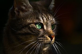 *** Cat ***, animal, cats, cat, animals HD wallpaper