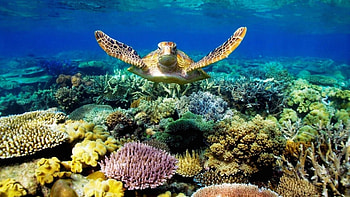 Great Barrier Reef, Coral paradise, Submerged adventure, Marine biodiversity HD wallpaper