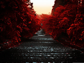 Japan_Honshu_Island, stairs, japan, tree, red HD wallpaper