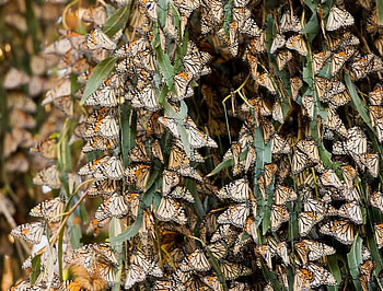 Monarch overwintering at Pismo Beach California, pismo, monarch, butterfies, tree HD wallpaper