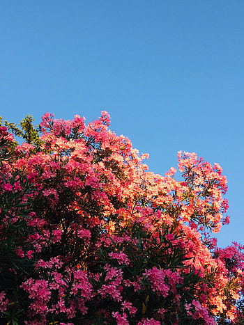 Flowers, Pink, Bush, Bloom, Flowering HD phone wallpaper