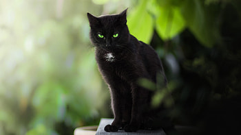 Cat, animal, black, paw HD wallpaper