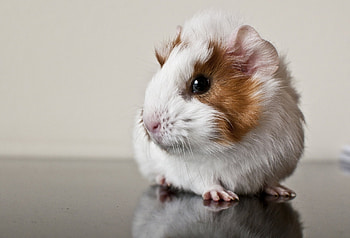 Animals, Spotted, Spotty, Guinea Pig, Rodent HD wallpaper