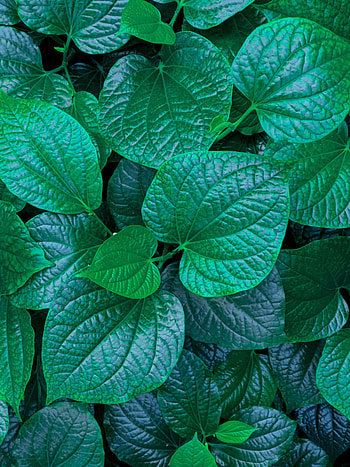 Leaves, Macro, Veins HD phone wallpaper