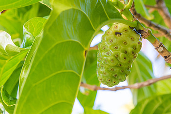Noni Fruit, Unique remedy, Beneficial properties, of the day HD wallpaper