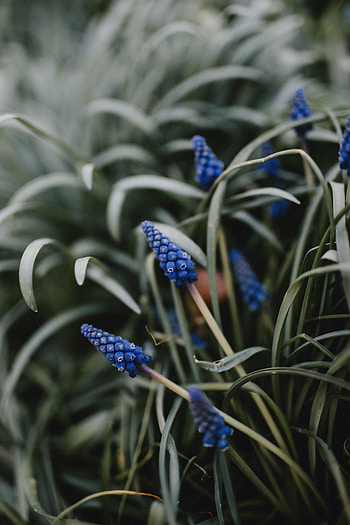 Flowers, Grass, Flower, Macro HD phone wallpaper