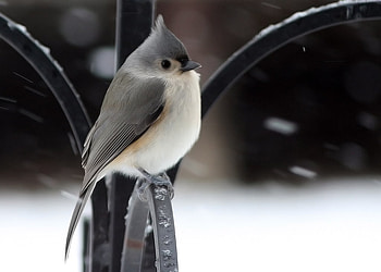 It's cold outside, winter, birds, snow, cold, cute HD wallpaper