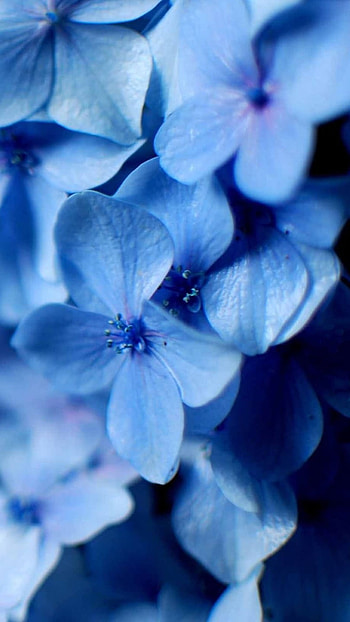 Blue Flowers, Oboi Blue HD phone wallpaper