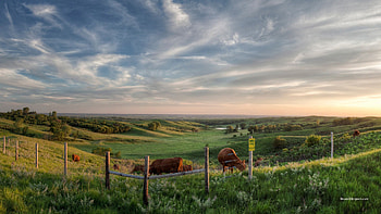beautiful pasture, cows, fence, clouds, trees, pasture, pond HD wallpaper