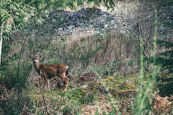 Animals, Grass, Forest, Deer HD wallpaper