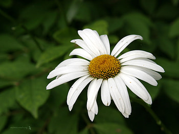 Lone Flower, leaves, one, daisy, flower HD wallpaper