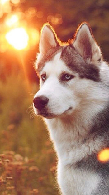 Husky Dog, White Grey Husky HD phone wallpaper