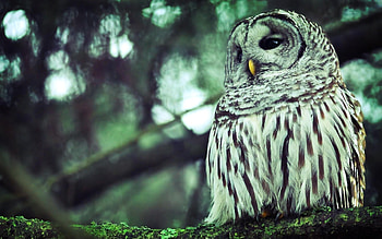 Animals, Birds, Owl HD wallpaper