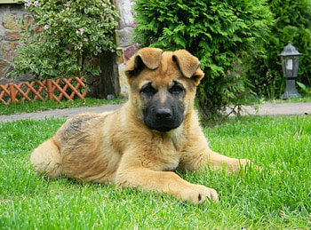German shepherd, pay, dogs, cute, puppies, beauty, dog face, animals, sweet, beautiful, playful, playful dog, puppy, pretty, face, lovely, bubbles HD wallpaper