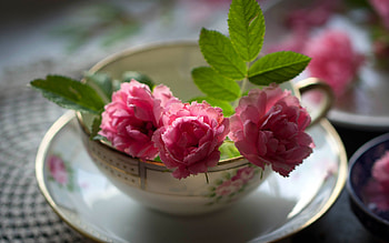 rose, pink, green, flower, cup HD wallpaper