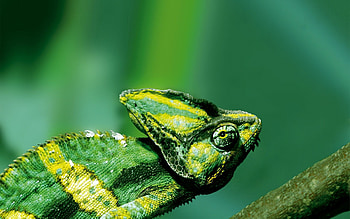 Animals, Color, Reptile, Chameleon HD wallpaper