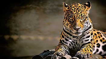 Leopard Glowing Eyes, leopard, animals HD wallpaper