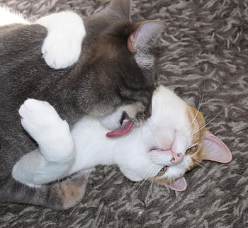 Love me...tender..., two, me, cats, cuddle, paws, hugs, tender, pink, love, tongue HD wallpaper