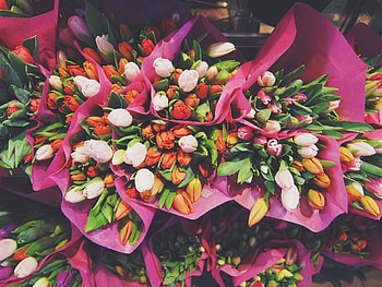 Flowers, Tulips, Bouquets HD wallpaper