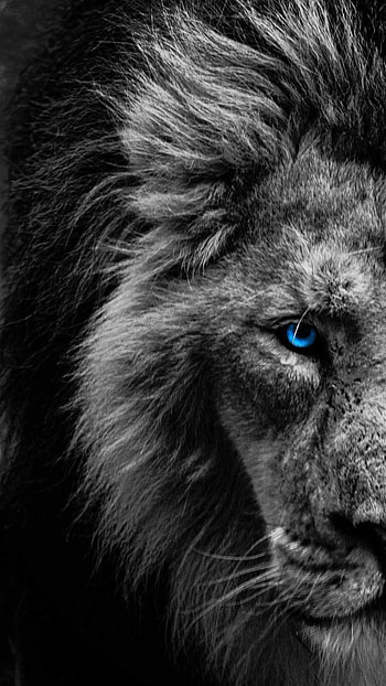 Blue Eye Lion - : , White Lion HD phone wallpaper