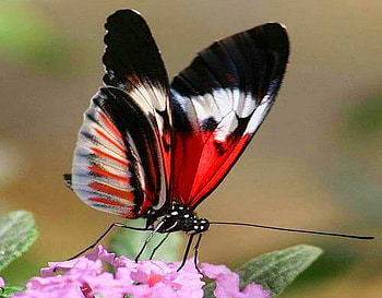 Butterfly red and white, white, black, butterfly, red, flowers HD wallpaper