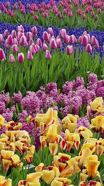 Spring Flowers, Tulips, Nature Background HD phone wallpaper
