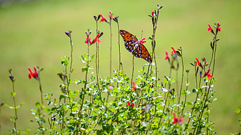 Animals, Plants, Flowers, Butterfly, Mother-Of-Pearl Butterfly, Pearl Butterfly HD wallpaper