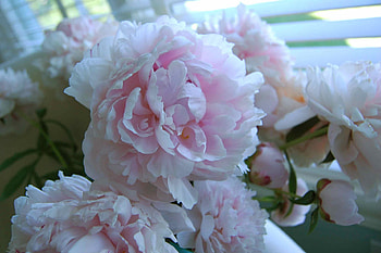 Light In May, pastel, bouquet, peonies, soft, beautiful, fresh, may, pretty, light, love, nature, flowers, forever HD wallpaper
