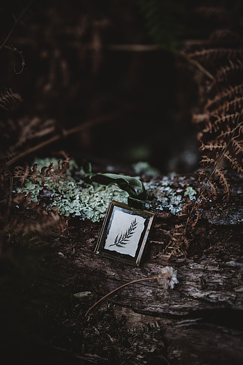 Dark, Miscellanea, Miscellaneous, Sheet, Leaf, Suspension, Decoration HD phone wallpaper
