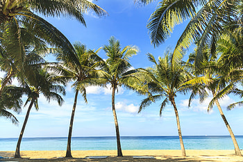 palm tree, nature, beach HD wallpaper
